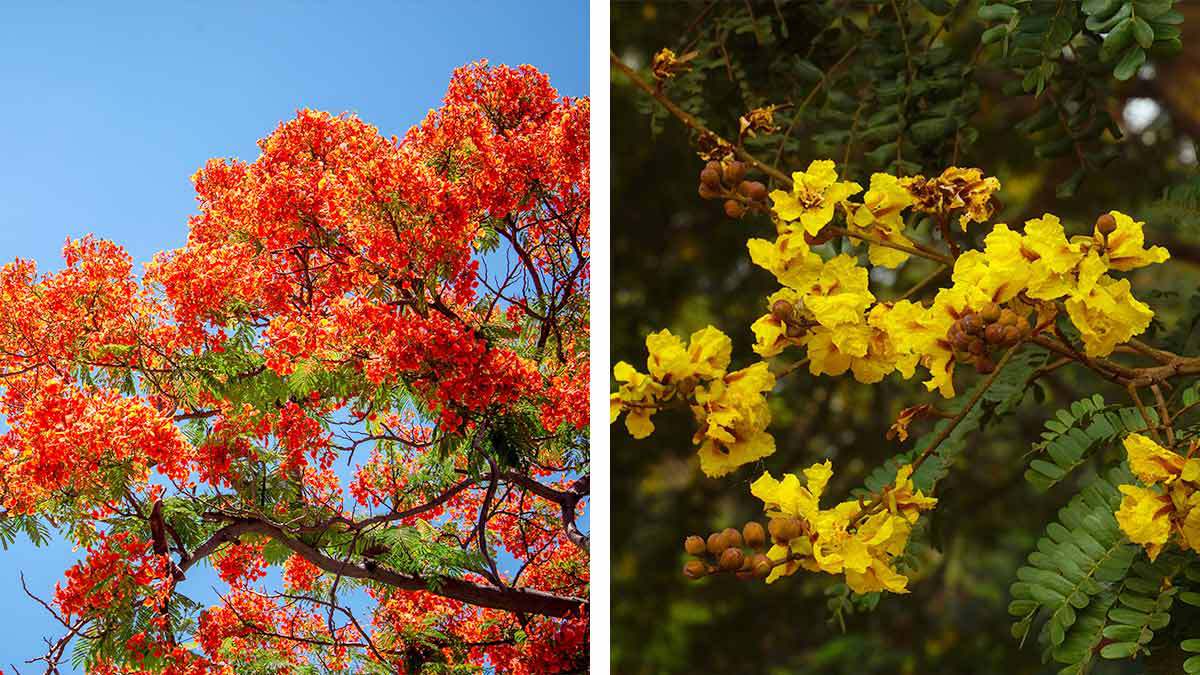 Así son los árboles de la primavera en Oaxaca Uno TV