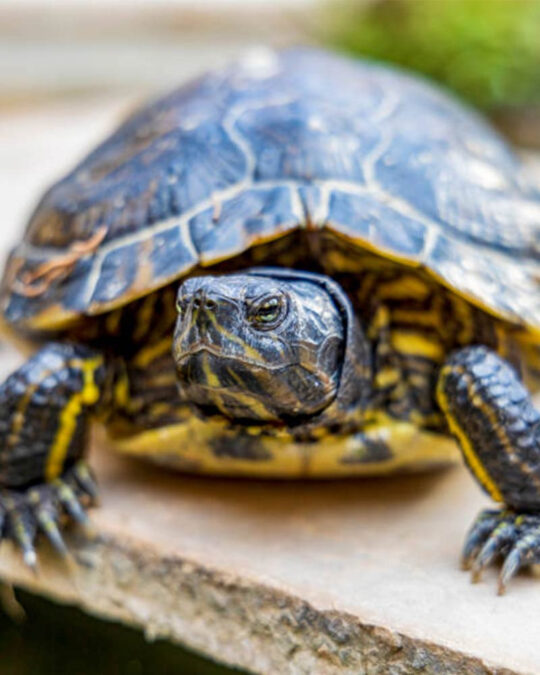 Qu Cuidados Debe Tener Una Tortuga En Casa Uno Tv