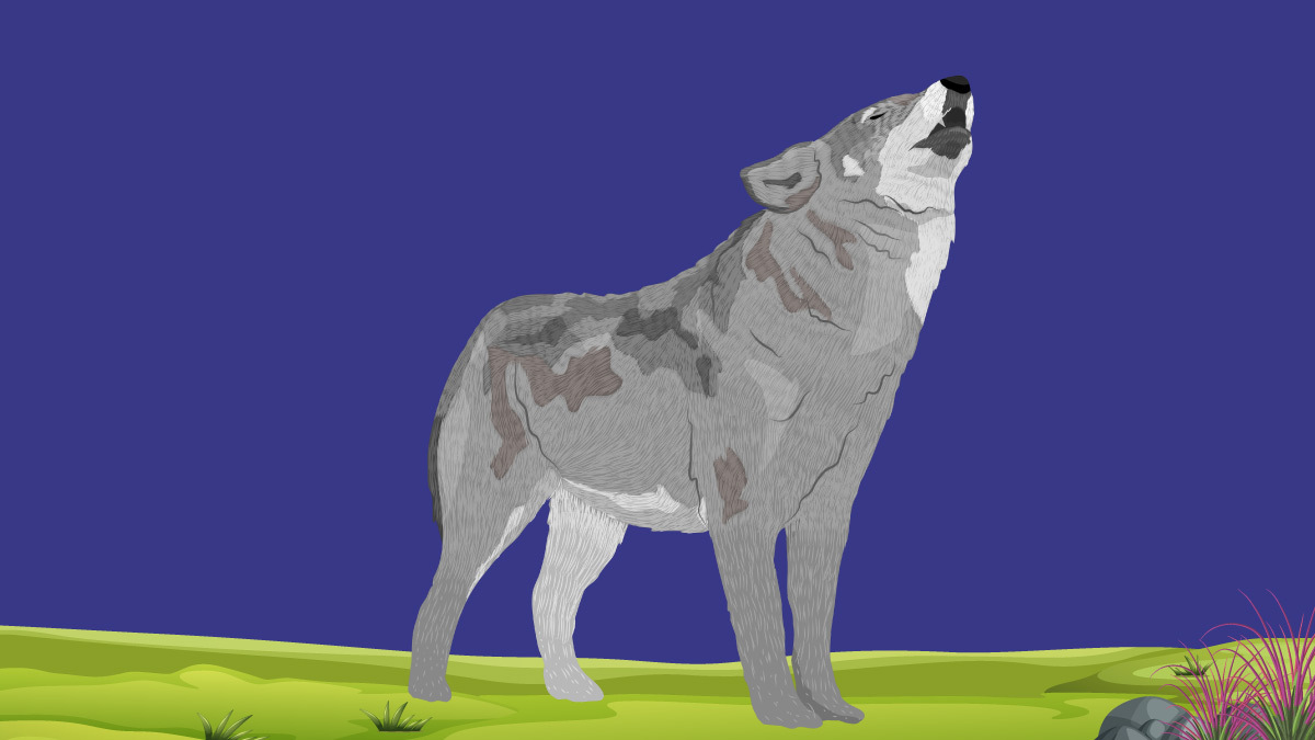 Lobo gris mexicano, el animal símbolo de poder y astucia- Uno TV