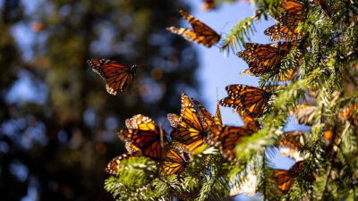 Mariposa Monarca Michoacán