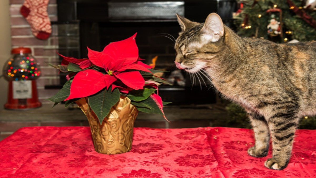 Nochebuena: esta flor puede ser tóxica para las mascotas- Uno TV