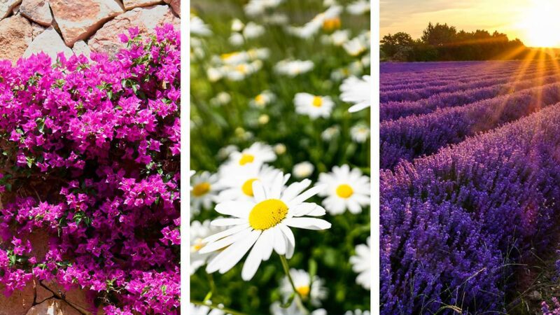 Plantas Resistentes Al Sol Y Al Frío: Buganvilia, Lavanda, Margarita ...