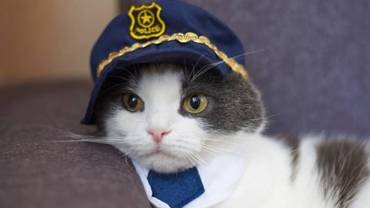 Un gato policía, en Ámsterdam, se vuelve la sensación y se viraliza - Uno TV