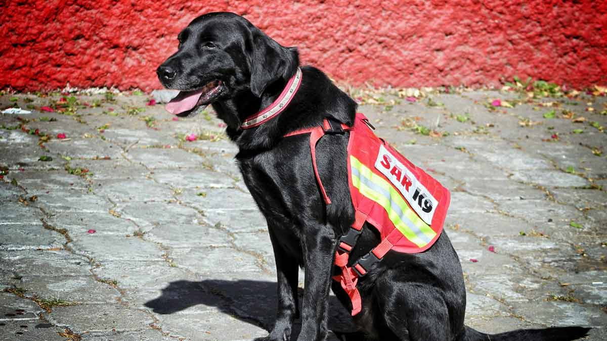 Terremoto en Turquía: Llegan perros mexicanos rescatistas para ayudar