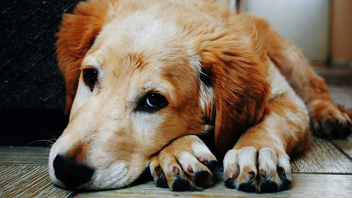 Luto en perros: ¿Cómo reaccionan a la muerte de su humano?