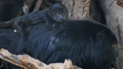 Chiapas: por primera vez nace un ejemplar de mono saraguato en ZooMAT