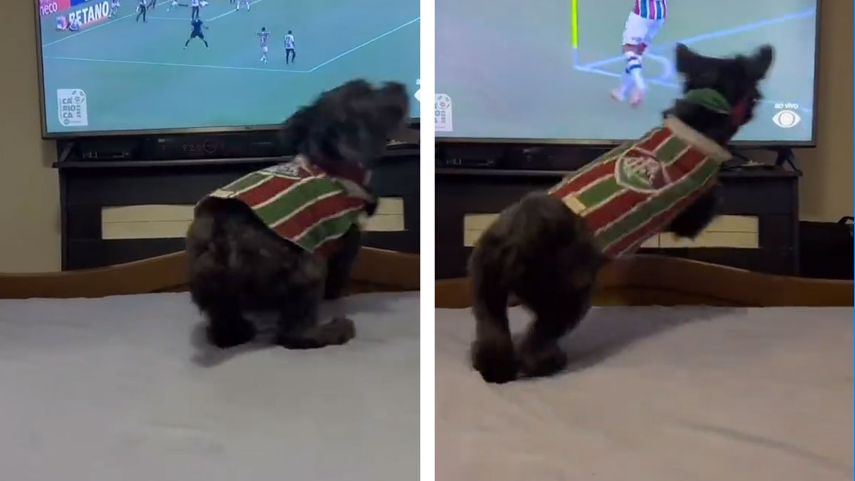 Perrita festeja los goles del Fluminense, de Brasil; es viral en TikTok