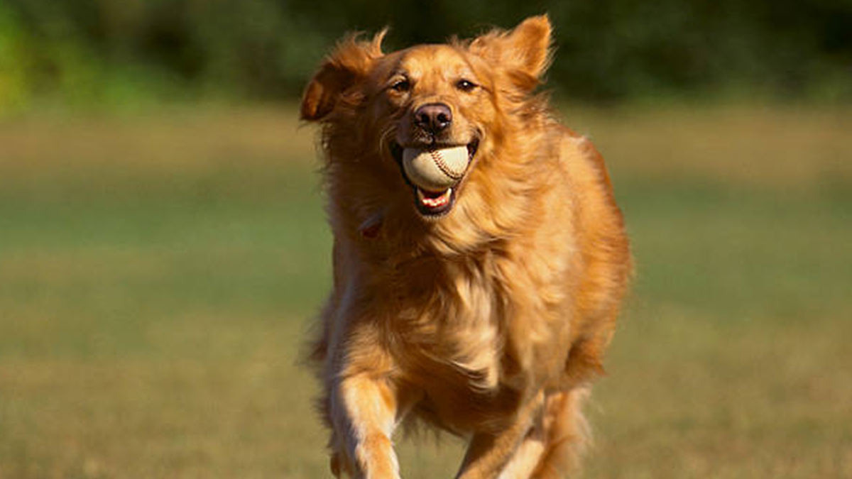 Perro atrapa la pelota después de un jonrón en duelo de Dodgers y Royals