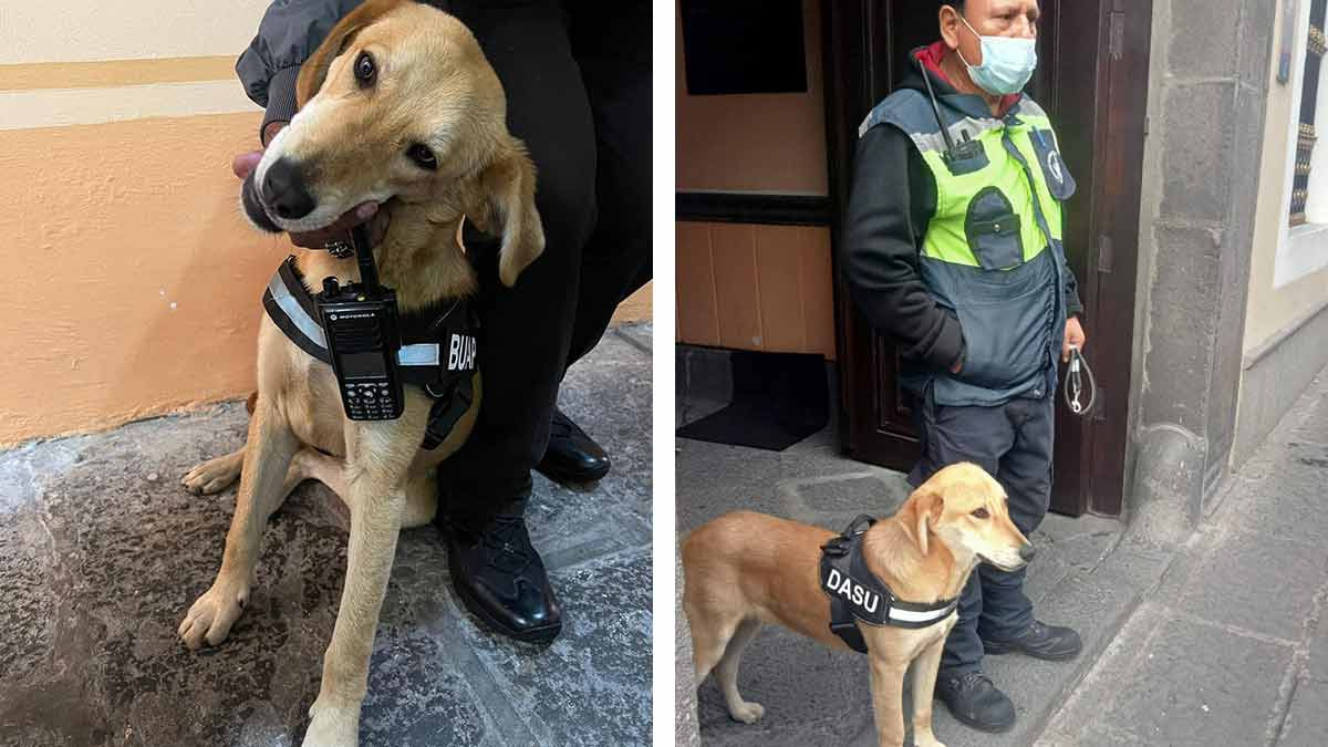 Carolino: Conoce al perro que trabaja vigilando la BUAP