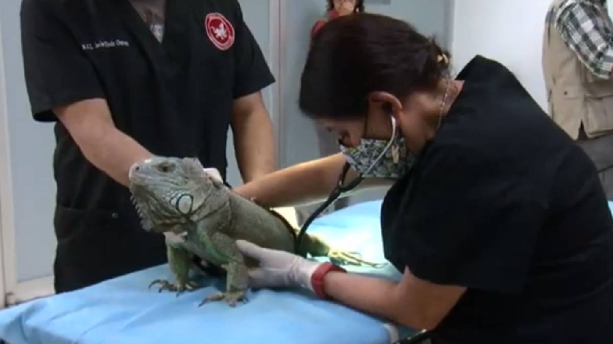 Hospital Veterinario que atiende a especies en Zoológico de Chapultepec-  Uno TV