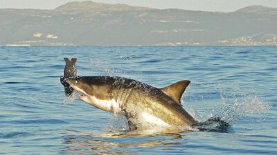 ¿Cuál es el tiburón más peligroso del mundo y cómo mantenerse a salvo en el agua?