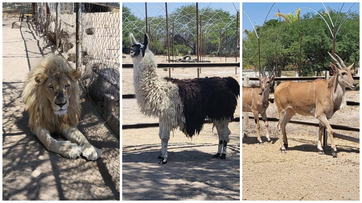 Animales silvestres rescatados en predio de La Barca, Jalisco