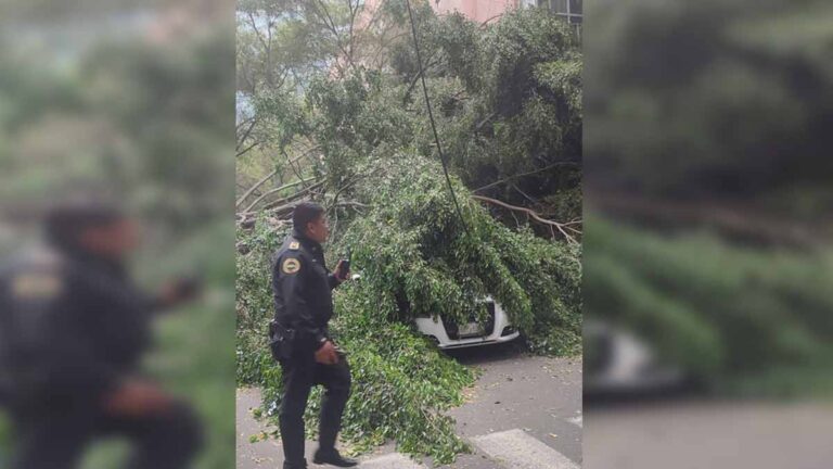 Fuertes Vientos Derriban Varios árboles En Cdmx Videos Uno Tv 6938