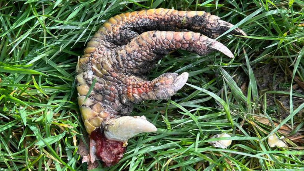 Mujer encuentra “garra de dinosaurio” en su jardín; no logran identificar la extremidad