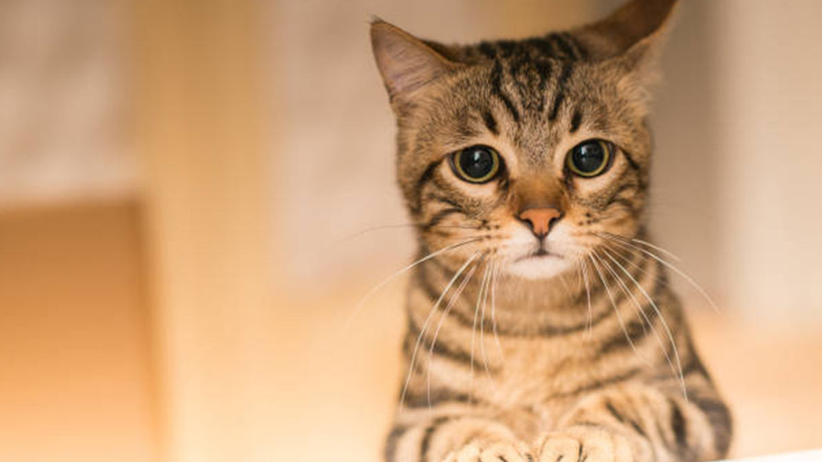 Gatito es abandonado en un autobús y le roba el corazón al chofer