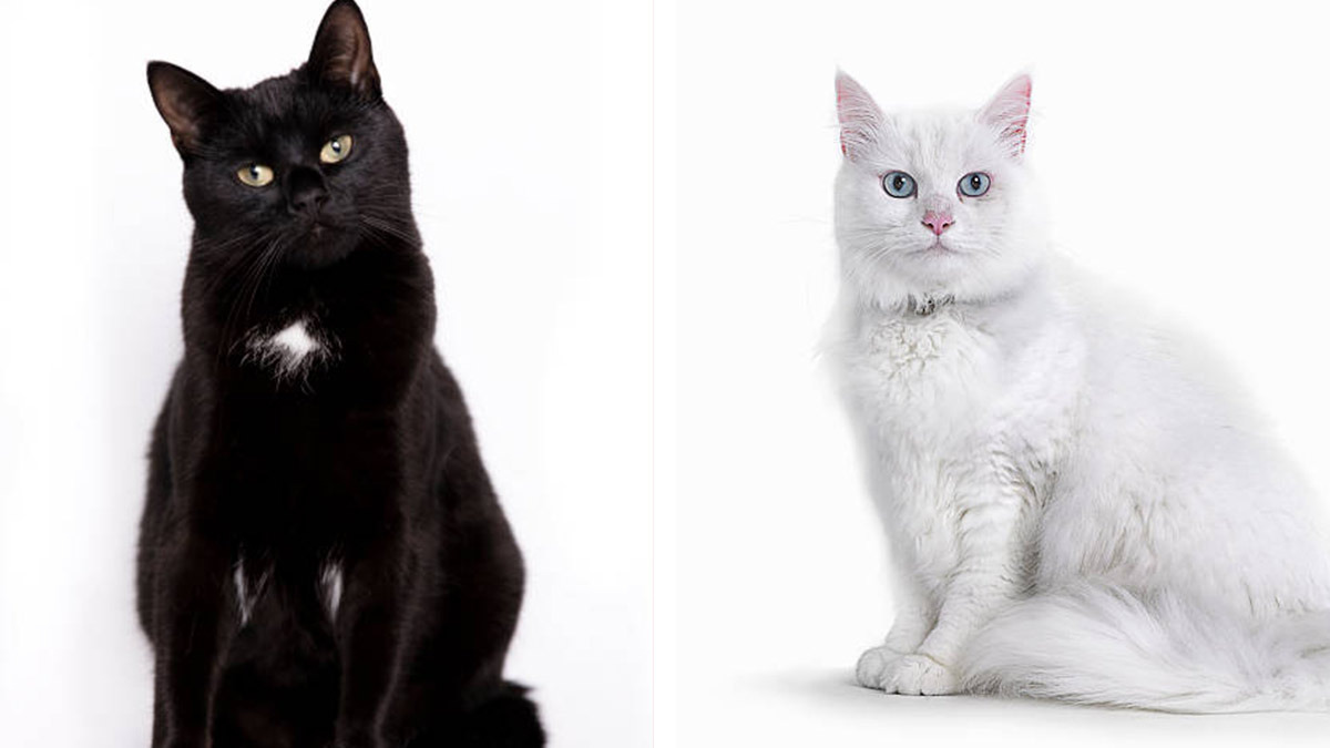 Gatos Negros Blancos