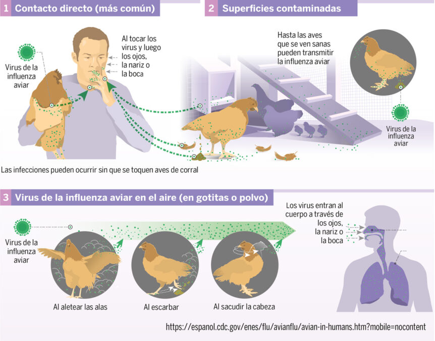 Gripe Aviar: ¿cómo Las Aves Infectadas Contagiarían A Las Personas?