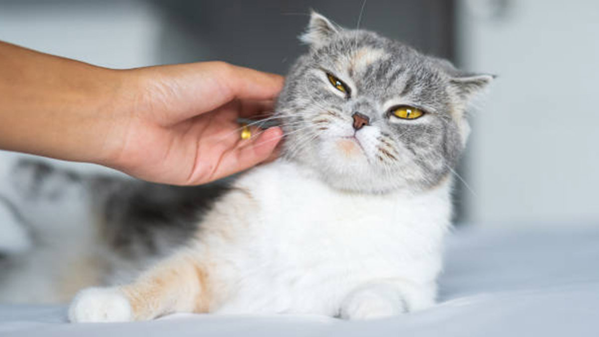 La mejor forma de acariciar a un gato y salir librado de mordidas y rasguños