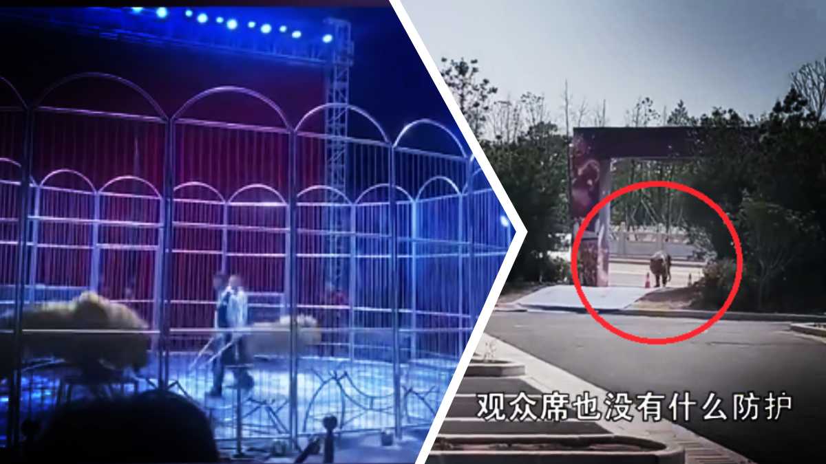 Leones se escapan de jaula en circo de China - Uno TV