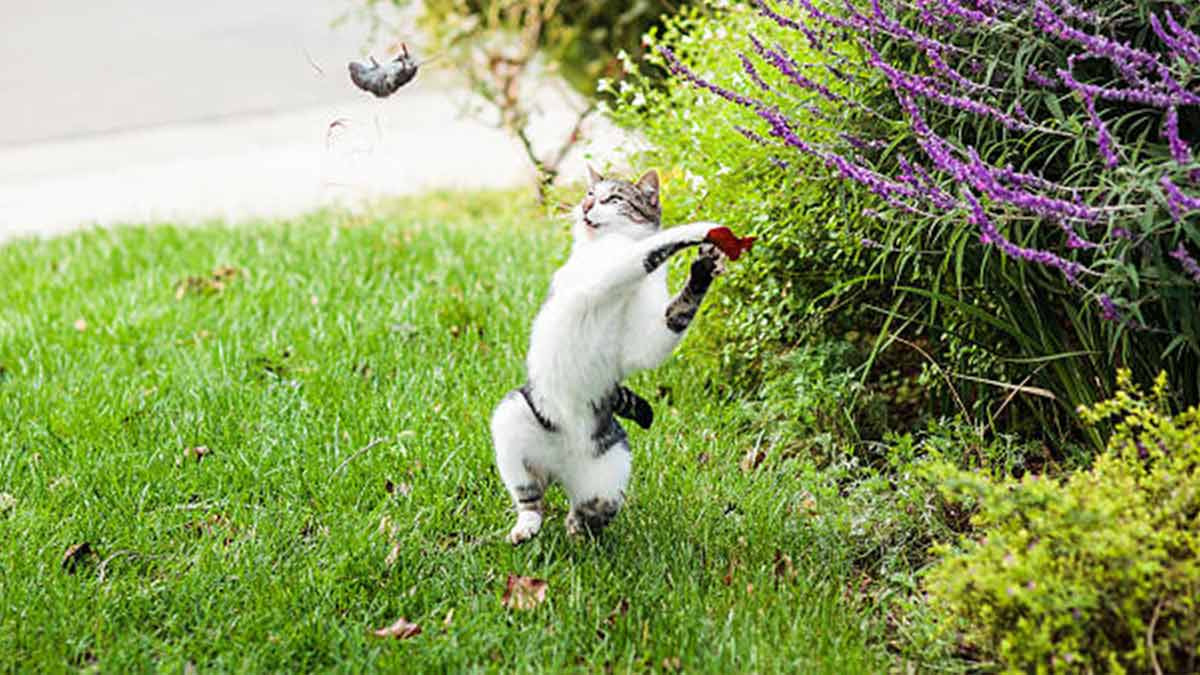 Mujer tira a su gato a la casa de su vecino