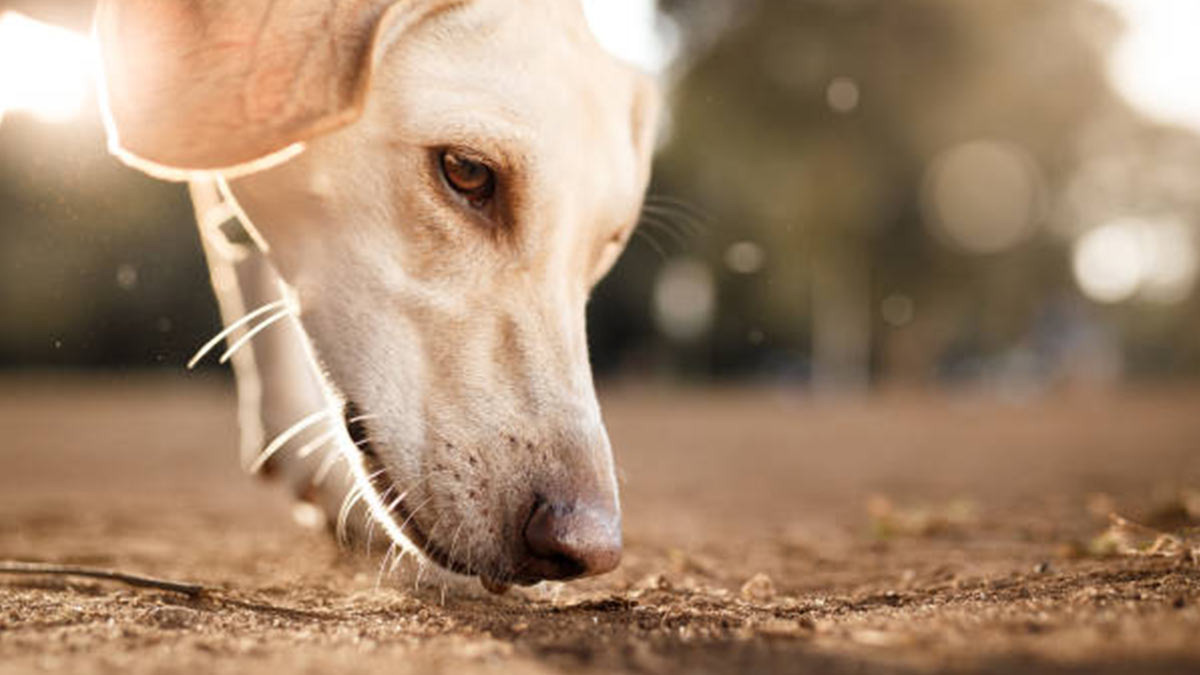 Cosas que hacen enojar a tu perro y que no sabías