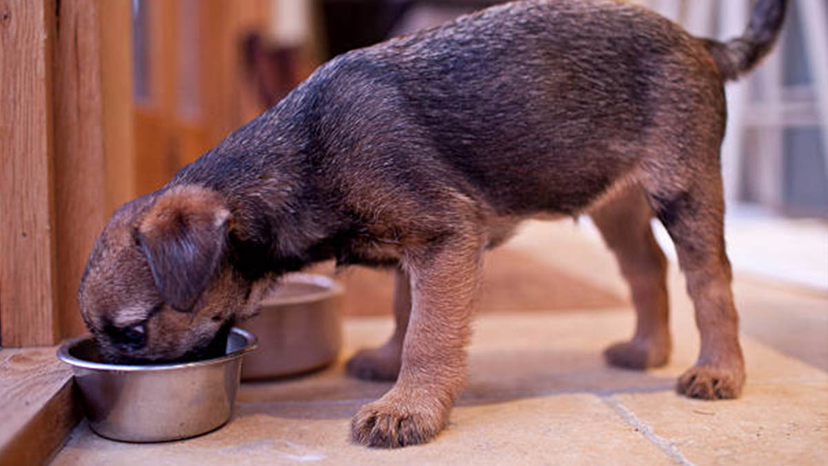 qué es Biofilm mascotas